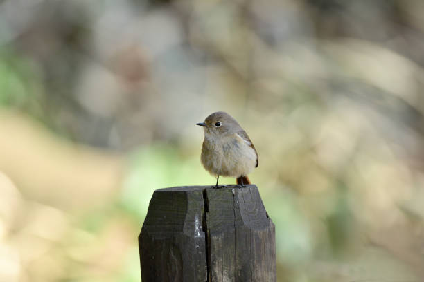 istock Female of Daurian redstart 655268966