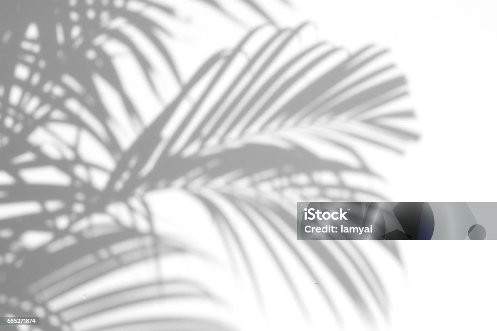 shadows palm leaves abstract background of shadows palm leaves on a white wall. White and Black Shadow Stock Photo