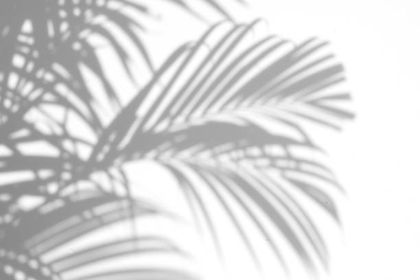 shadows palm leaves abstract background of shadows palm leaves on a white wall. White and Black tropical tree photos stock pictures, royalty-free photos & images