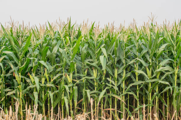 istock Green corn field in agricultural garden 655272316