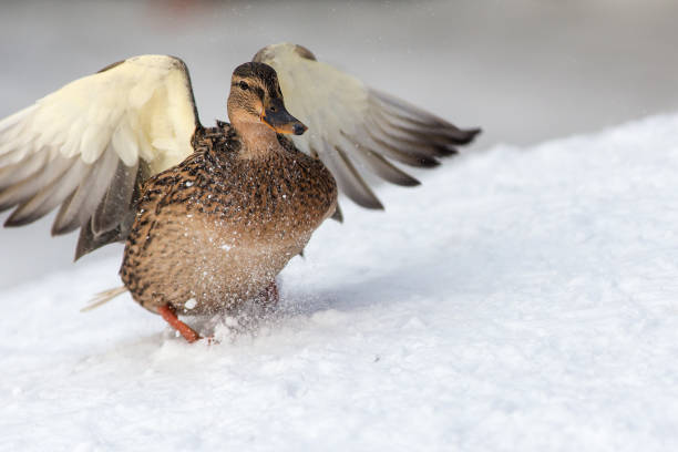 istock duck landing on the snow 655272796