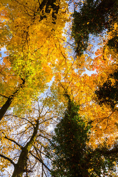 istock Autumn foliage in the forest, with tree tops, on a sunny day 655272828