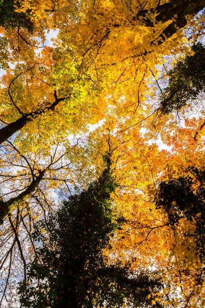 istock Autumn foliage in the forest, with tree tops, on a sunny day 655272836