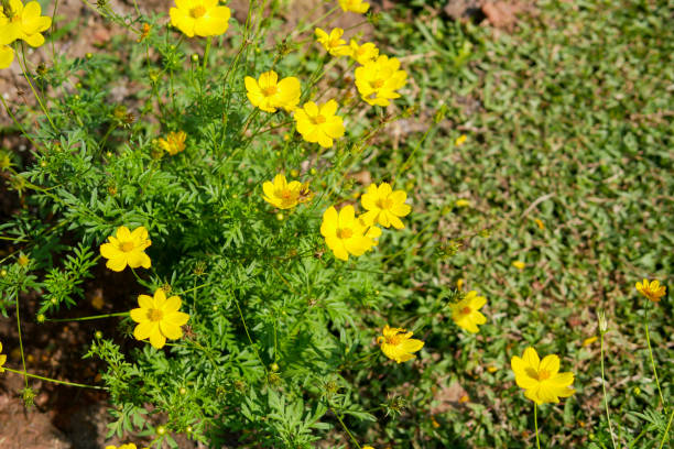 istock Beautiful yellow cosmos flowers 655272982