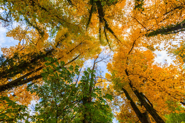 istock Autumn foliage in the forest, with tree tops, on a sunny day 655273046