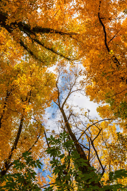 istock Autumn foliage in the forest, with tree tops, on a sunny day 655273048