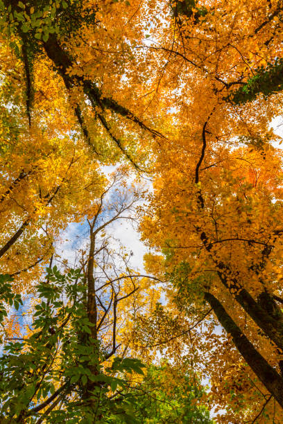 istock Autumn foliage in the forest, with tree tops, on a sunny day 655275066