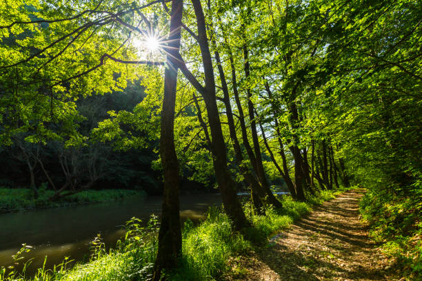 Green foliage in a wild forest, on a bright sunny day in spring, in Transylvania