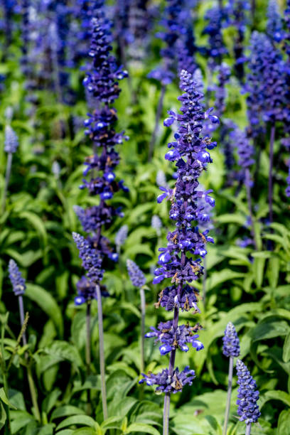istock Blue salvia flowers 655278172