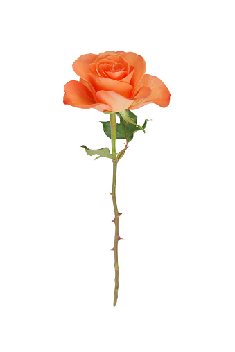 One orange rose isolated on white background