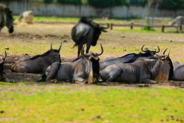 Herd of Connochaetes taurinus