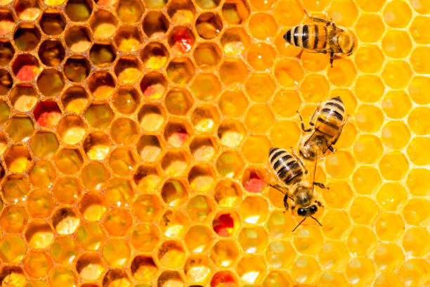 istock closeup of bees on honeycomb in apiary 655282186