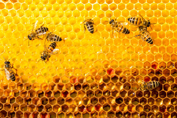 istock closeup of bees on honeycomb in apiary 655284854