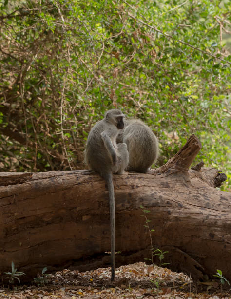 Vervet Monkey, Cercopithecidae, sitting on tree trunk with friends, scratching his body, Kruger National Park, South Africa