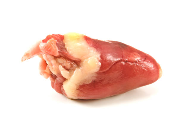 istock Raw chicken heart isolated on white 655288110