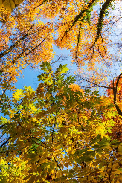 istock Vibrant autumn colors with tree tops 655288238