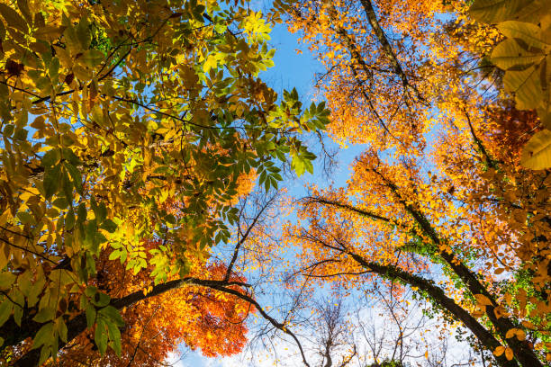 istock Vibrant autumn colors with tree tops 655288256