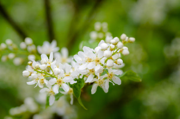 istock White fragrant flowers of the bird cherry tree 655288288