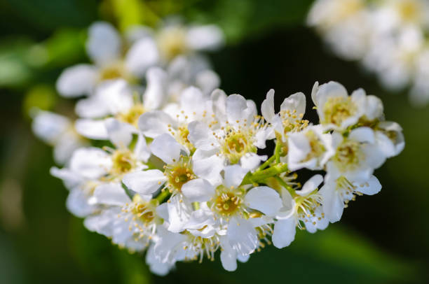 istock White fragrant flowers of the bird cherry tree 655290670