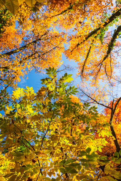istock Vibrant autumn colors with tree tops 655290876
