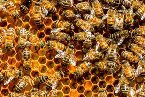 istock closeup of bees on honeycomb in apiary 655291462