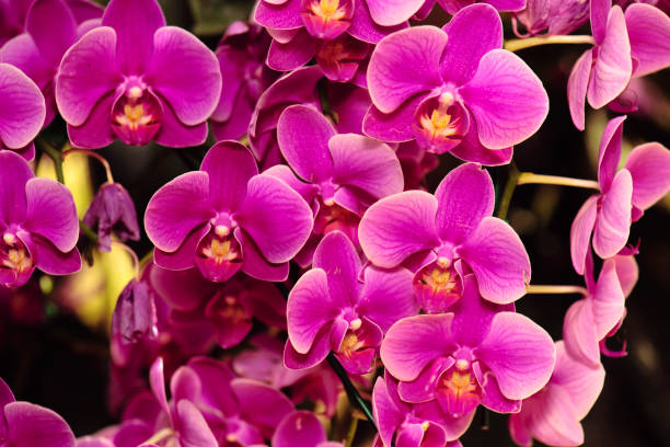 istock Pink orchid flower blossom in a garden 655295452