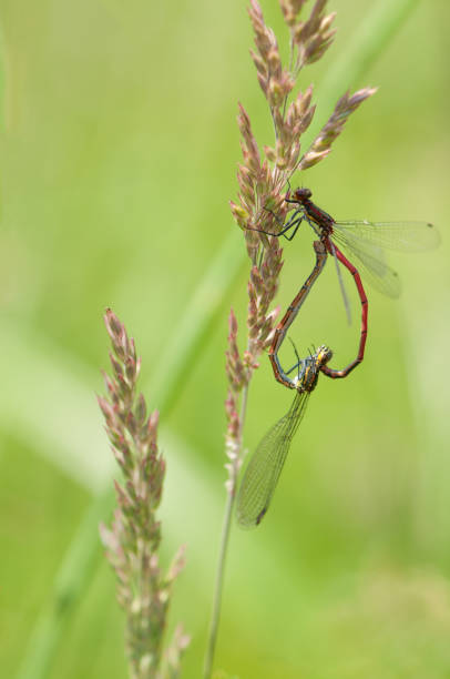 istock mating large red damselflies on a blade of grass 655295740