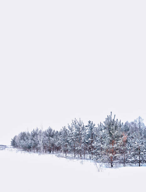 istock Winter landscape. Snow covered trees. 655296180