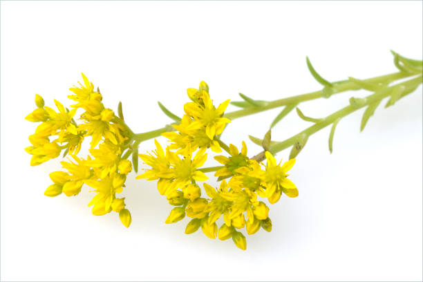 istock TripAdvisor Madam; Sedum, reflexum 655299250