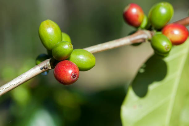 istock Coffee beans ripening on plant 655299332