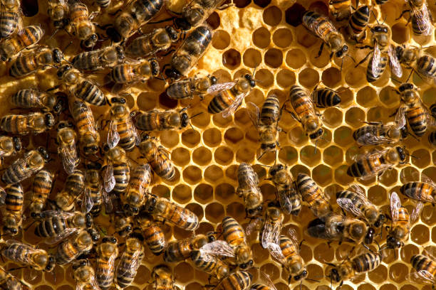 istock closeup of bees on honeycomb in apiary 655299356