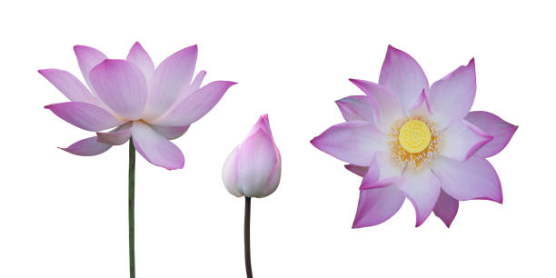 istock Collection of pink lotus 655302184
