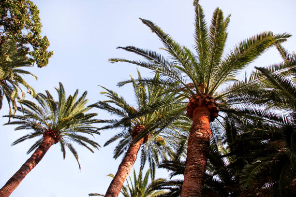 istock Coconut tree canopy with sky in close up. Palm trees in the park in a beautiful environment on a sunny day. Nature background. 655302400