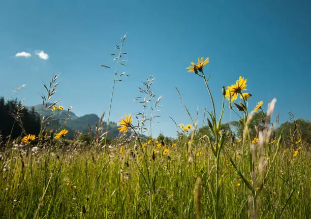 flowery meadow in the alps in Tirol - Austria