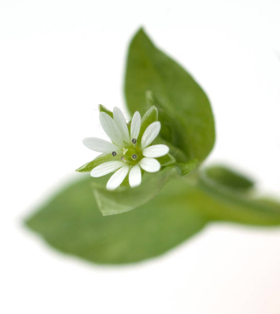 istock Chickweed; Stellaria; media 655302716