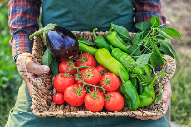 istock Farm worker holding a basket with vegetables 655303514