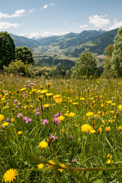 цветущий луг в тирольских альпах в австрии - hawkbit стоковые фото и изображения