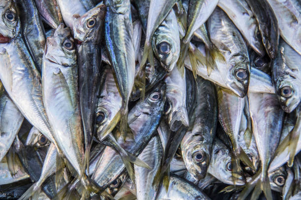 istock Fresh fish (anchovies) at the market 655303748