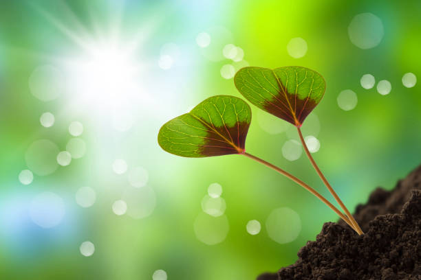 istock two clover leaf hearts in sunhine 655303996