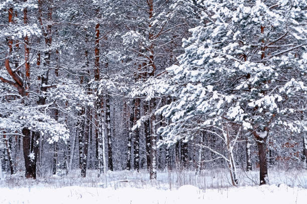istock forest in the frost. Winter landscape. 655304084