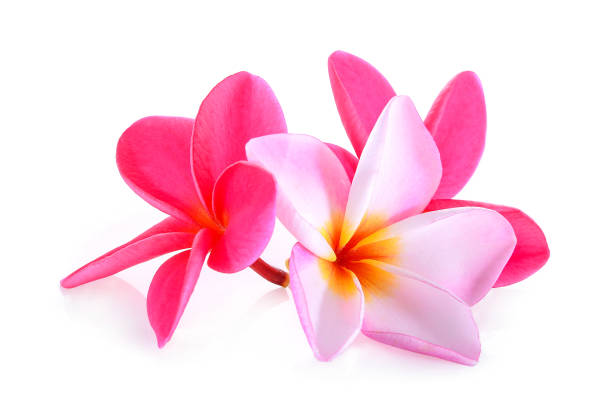 istock frangipani flower isolated on white background 655304162