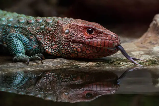 Northern caiman lizard seen from the side