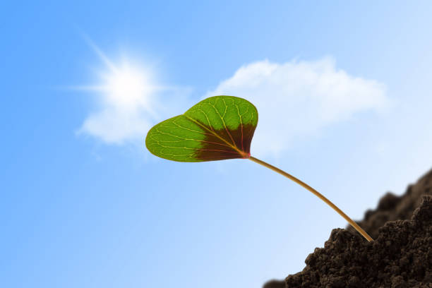 istock clover leaf heart in the sun 655304284