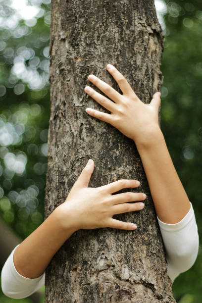 istock Hands hugging a trunk of a tree in summer park 655304490