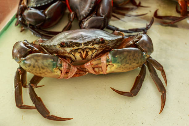 istock Fresh crab is at a seafood market. 655304664
