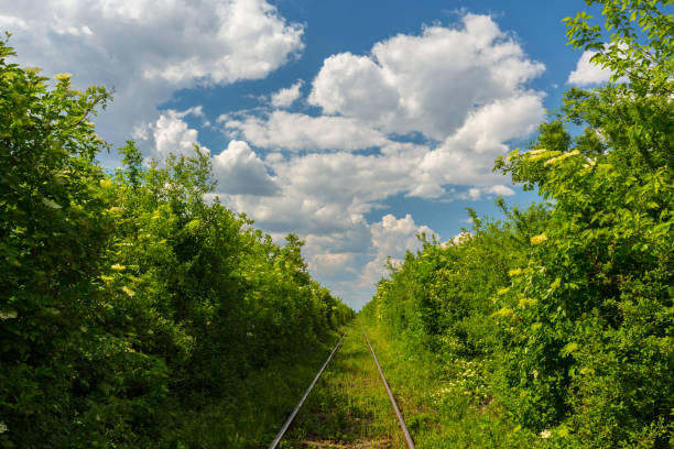 istock Rural area in spring with old railroad tracks 655307036