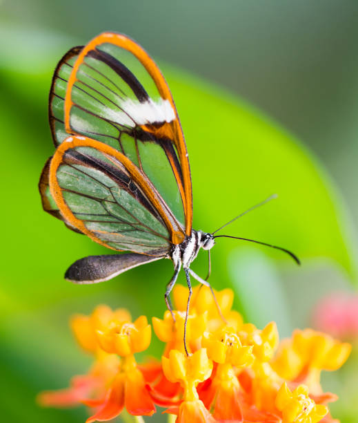 istock Maco of a glasswinged butterfly on a flower 655313312