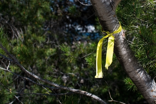 Sunlit yellow ribbon tied around a pine tree.
