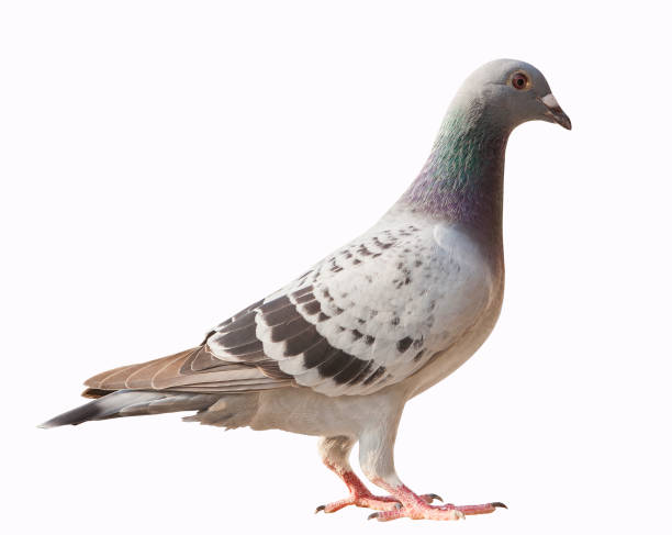 istock side view of pigeon bird isolated white background 655313636