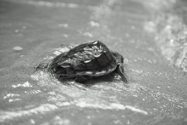 istock baby sea turtle returns to the sea 655314118
